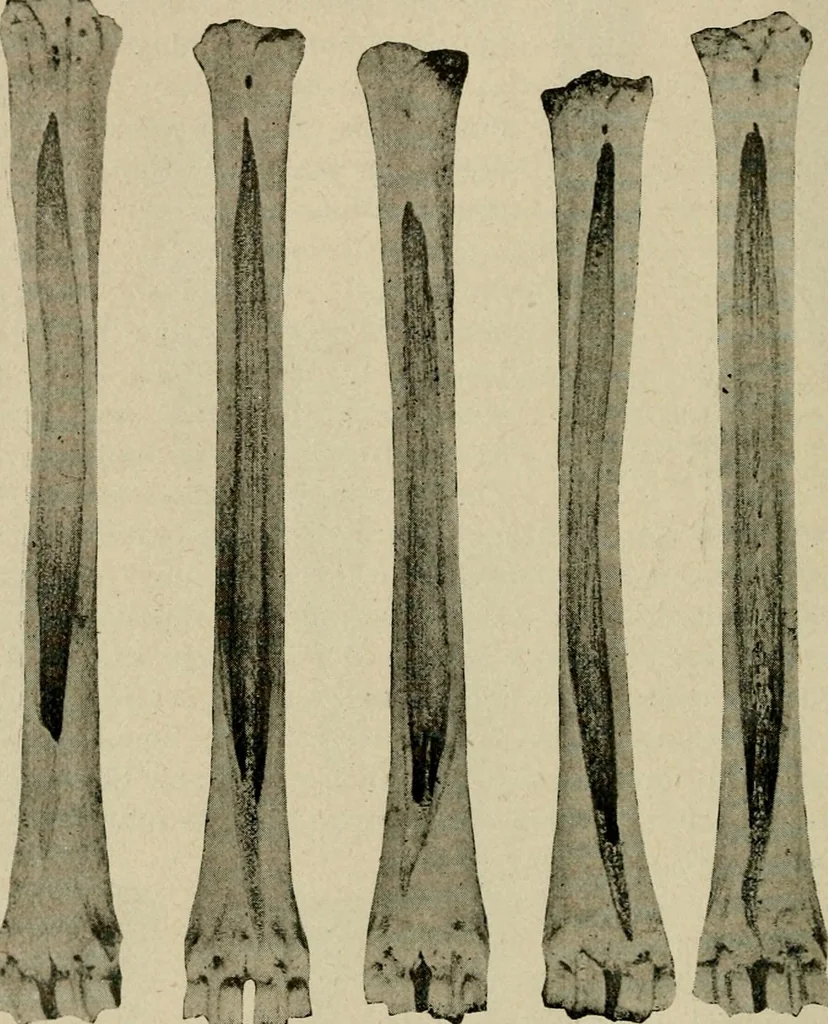 An illustration from Ohio archæological and historical quarterly, 1887, leaf 109