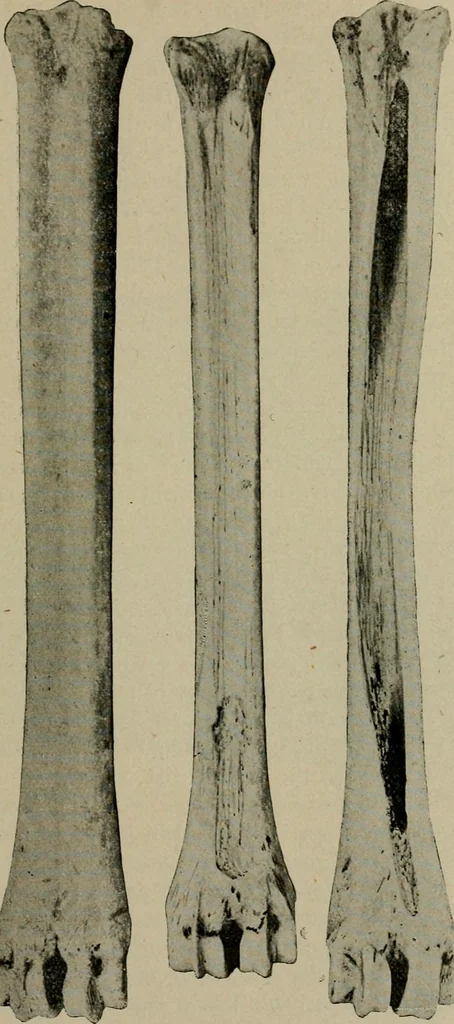 An illustration from Ohio archæological and historical quarterly, 1887, leaf 110