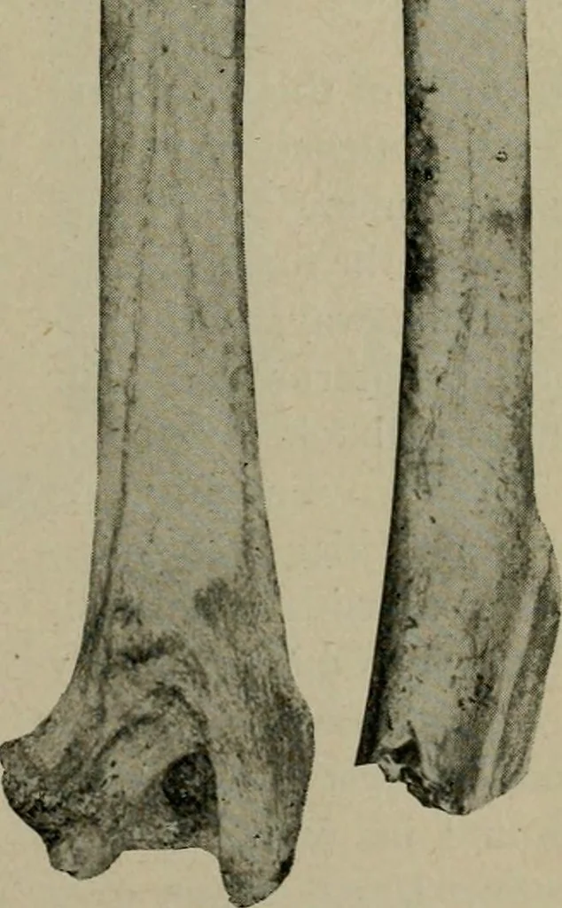 An illustration from Ohio archæological and historical quarterly, 1887, leaf 120