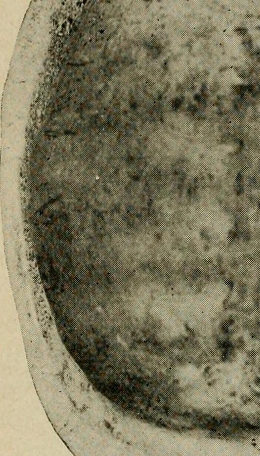 An illustration from Ohio archæological and historical quarterly, 1887, leaf 127