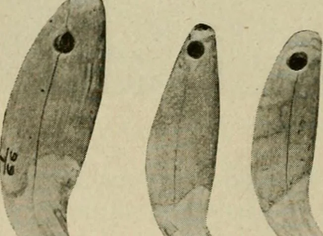 An illustration from Ohio archæological and historical quarterly, 1887, leaf 131