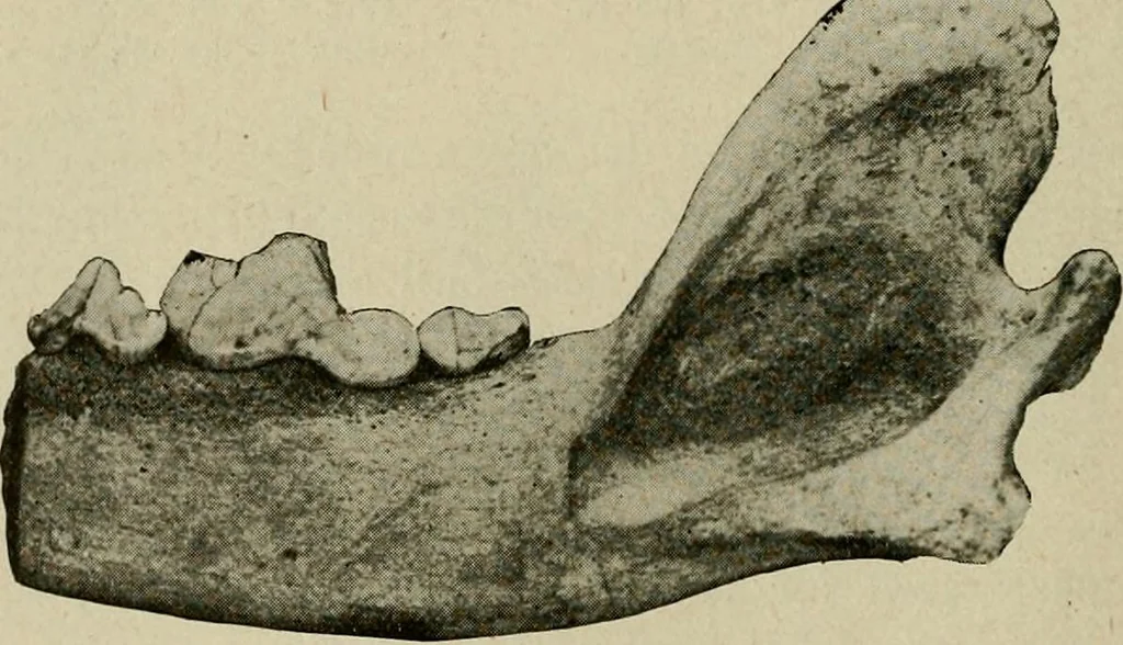 An illustration from Ohio archæological and historical quarterly, 1887, leaf 133