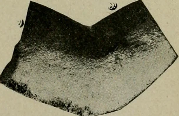 An illustration from Ohio archæological and historical quarterly, 1887, leaf 134