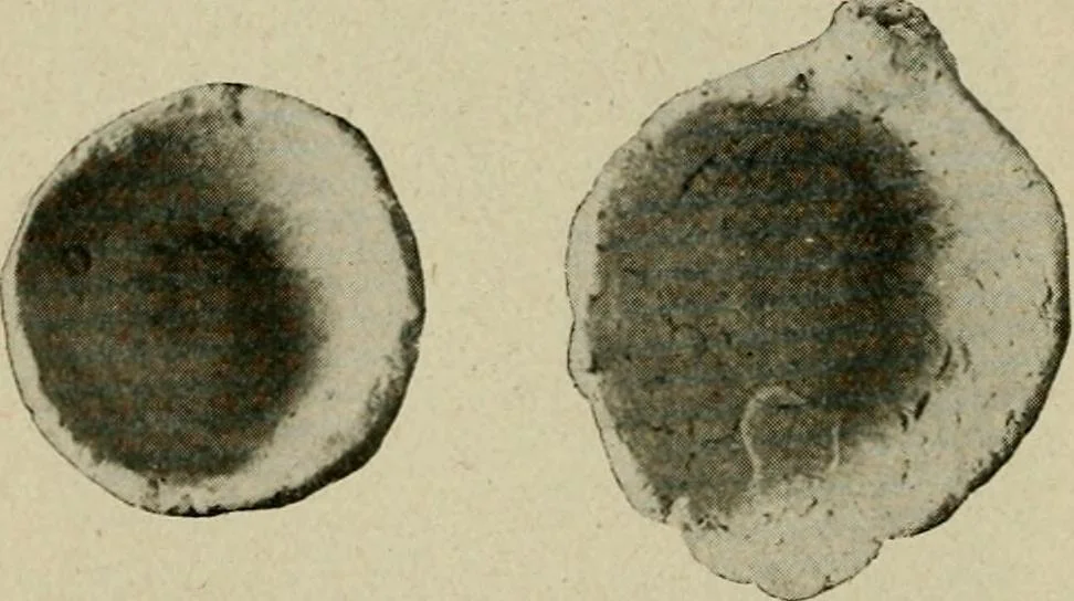 An illustration from Ohio archæological and historical quarterly, 1887, leaf 97