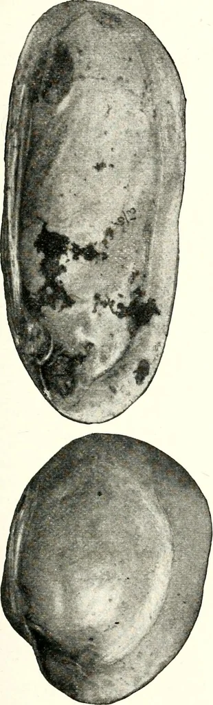 An illustration from Ohio archæological and historical quarterly, 1887, leaf 194