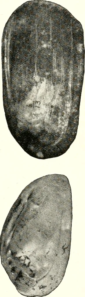 An illustration from Ohio archæological and historical quarterly, 1887, leaf 194