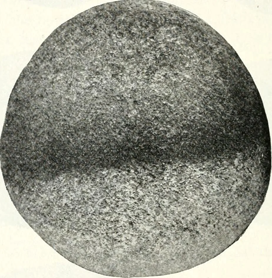 An illustration from Ohio archæological and historical quarterly, 1887, leaf 137