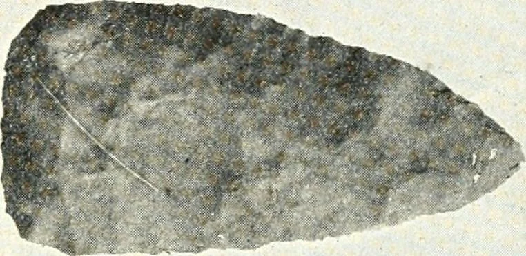 An illustration from Ohio archæological and historical quarterly, 1887, leaf 146