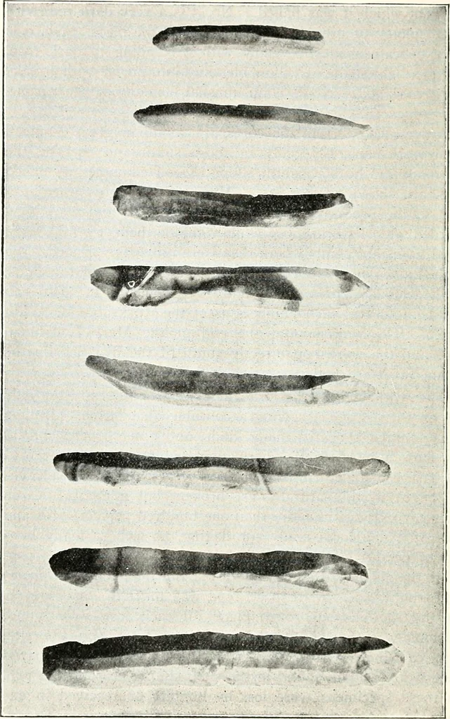 An illustration from Ohio archæological and historical quarterly, 1887, leaf 149