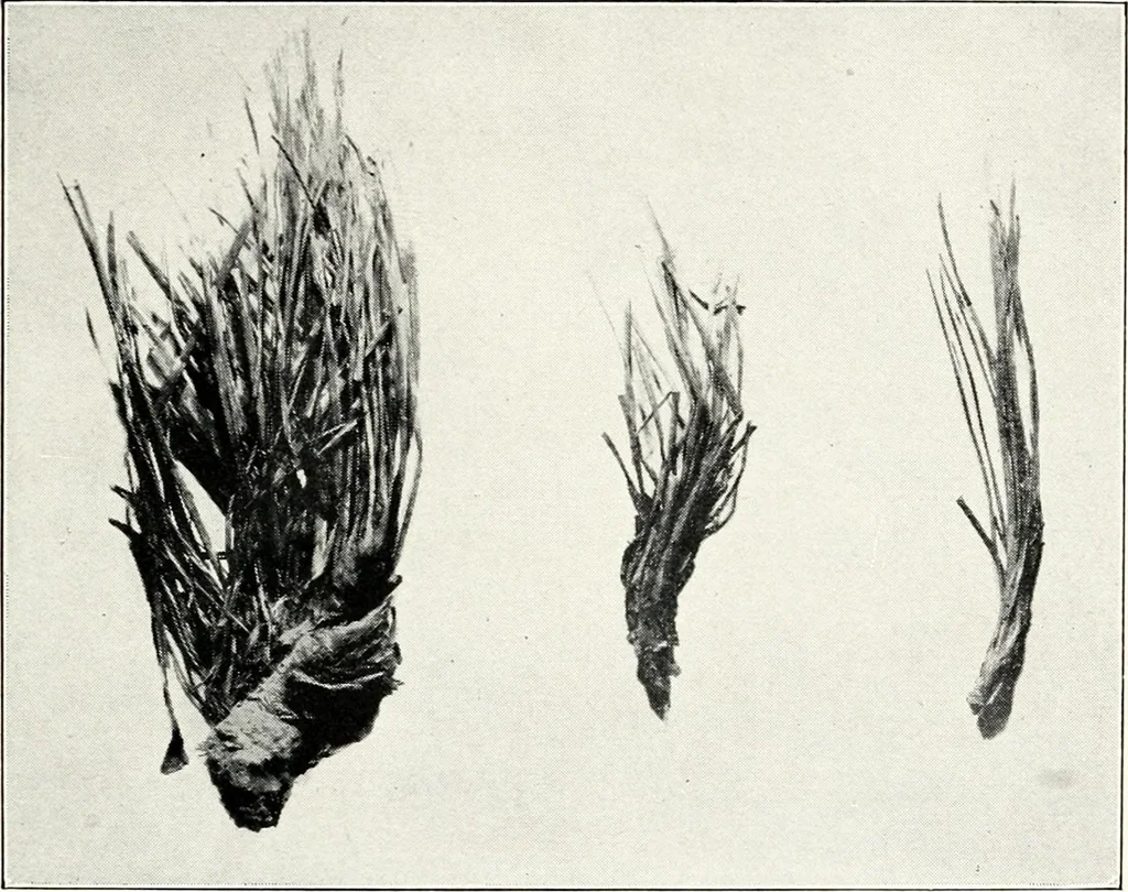 An illustration from Ohio archæological and historical quarterly, 1887, leaf 36