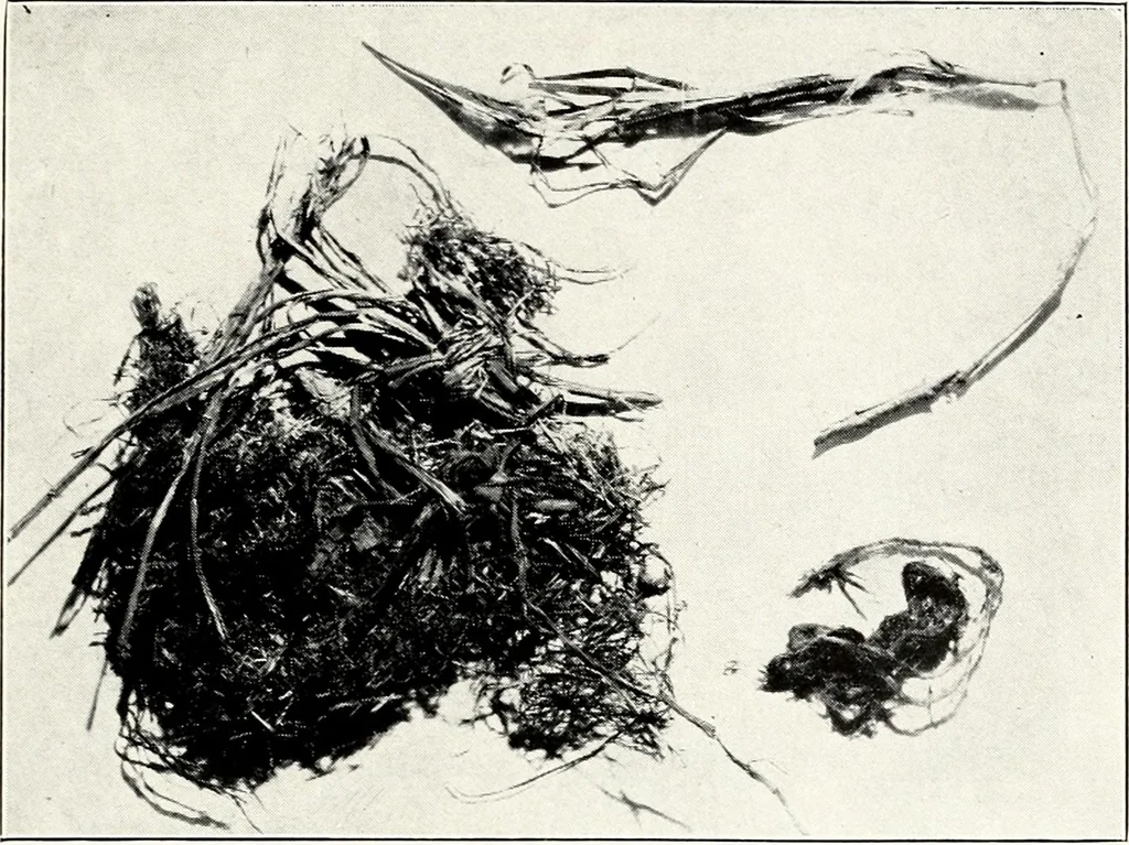 An illustration from Ohio archæological and historical quarterly, 1887, leaf 48