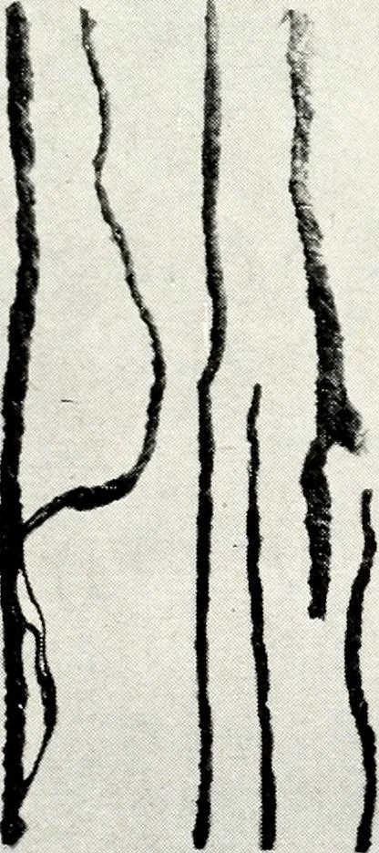 An illustration from Ohio archæological and historical quarterly, 1887, leaf 48