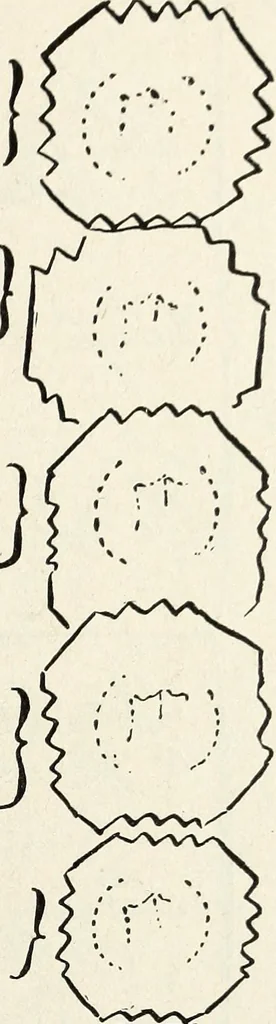 An illustration from Ohio archæological and historical quarterly, 1887, leaf 158