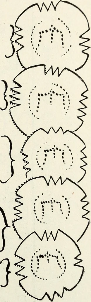 An illustration from Ohio archæological and historical quarterly, 1887, leaf 164