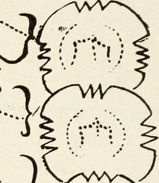 An illustration from Ohio archæological and historical quarterly, 1887, leaf 165