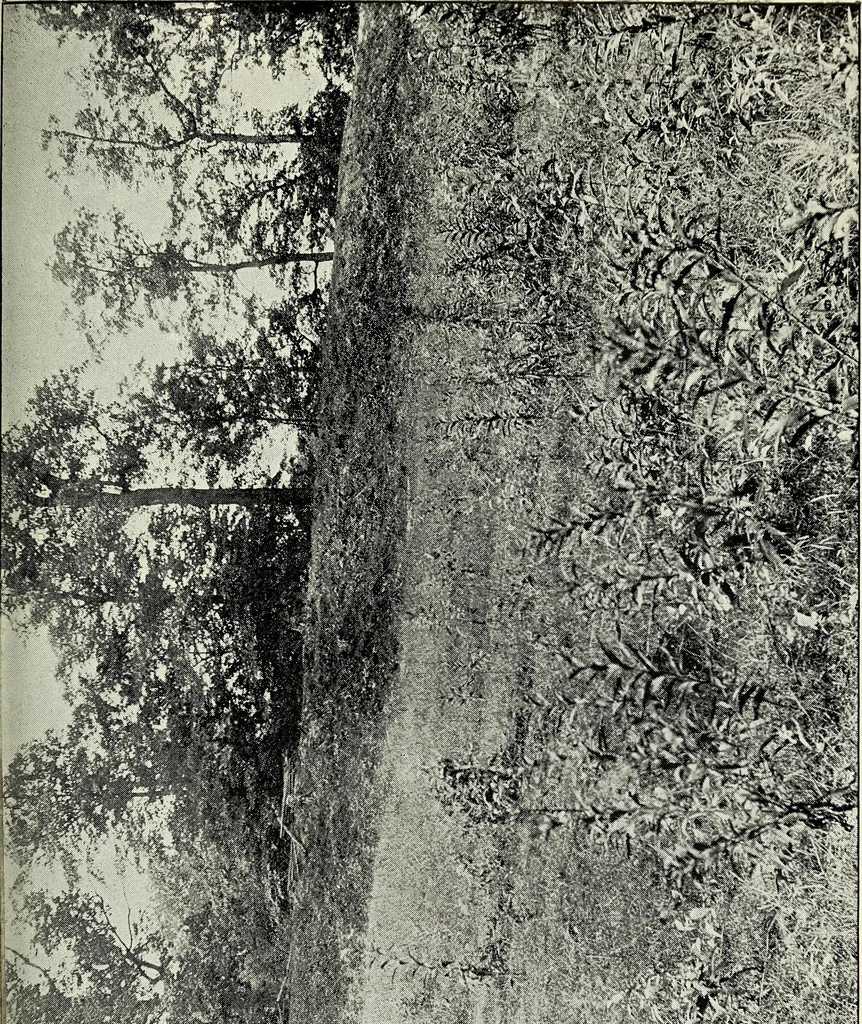 An illustration from Ohio archæological and historical quarterly, 1887, leaf 498