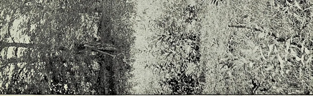 An illustration from Ohio archæological and historical quarterly, 1887, leaf 498