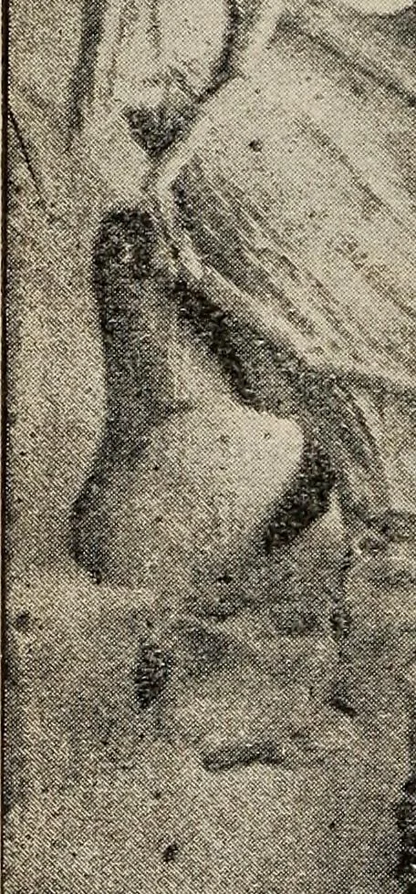 An illustration from Ohio archæological and historical quarterly, 1887, leaf 159