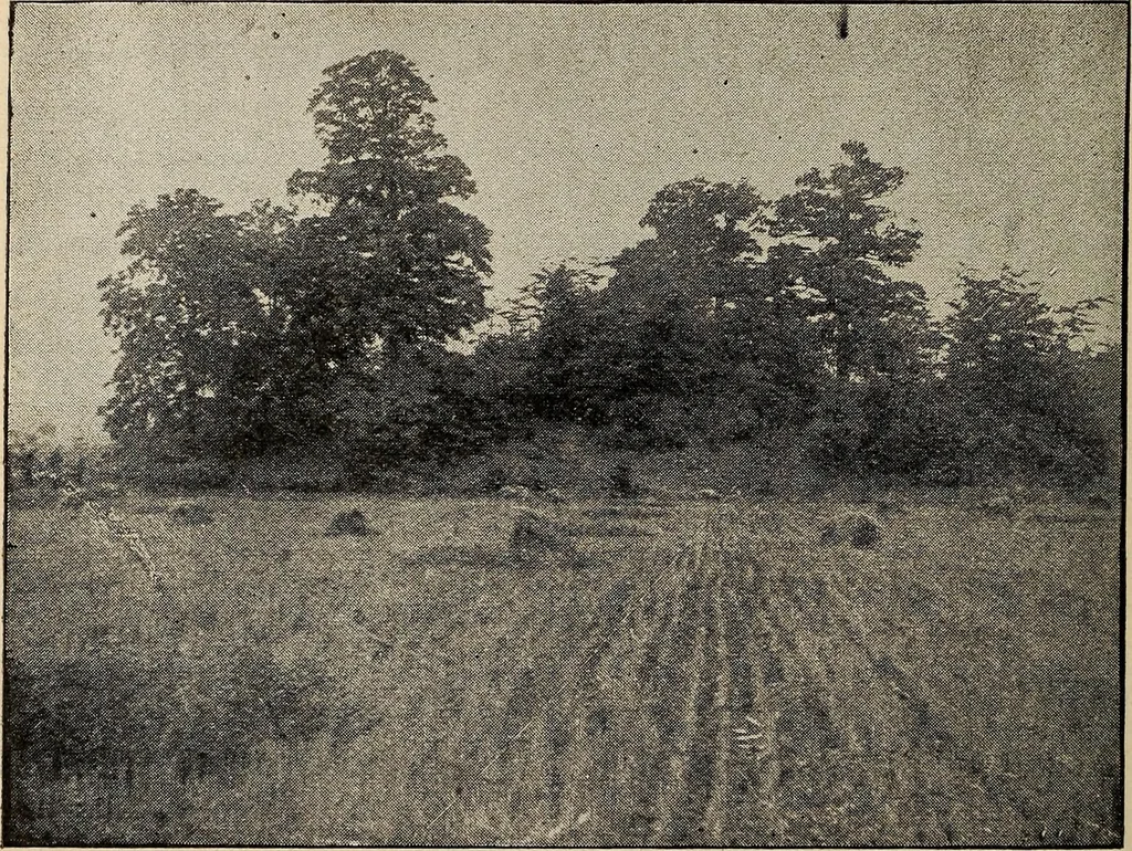 An illustration from Ohio archæological and historical quarterly, 1887, leaf 167