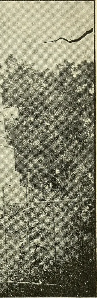 An illustration from Ohio archæological and historical quarterly, 1887, leaf 372