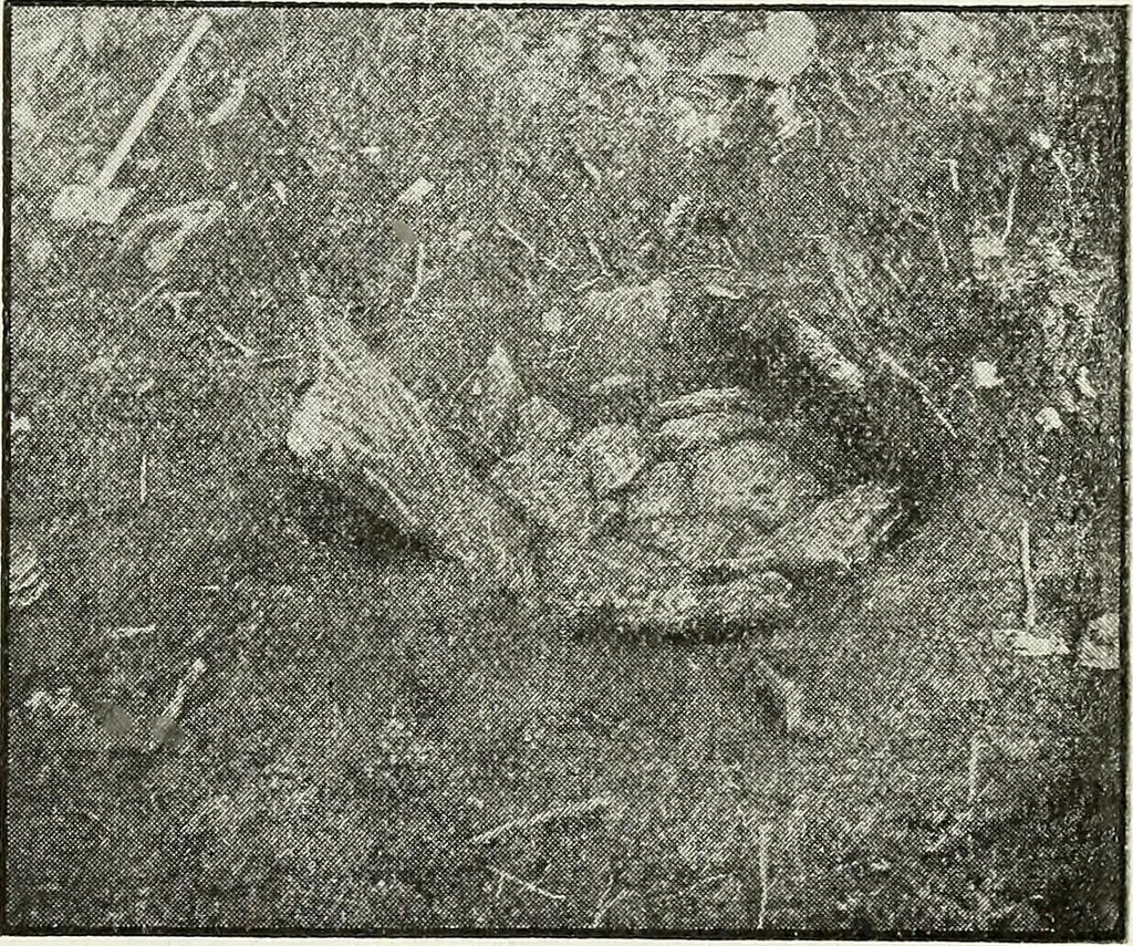 An illustration from Ohio archæological and historical quarterly, 1887, leaf 208