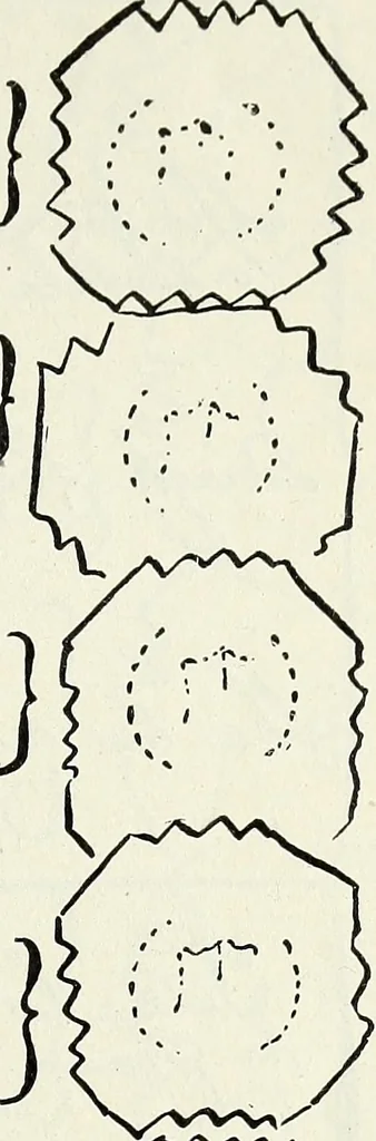 An illustration from Ohio archæological and historical quarterly, 1887, leaf 160