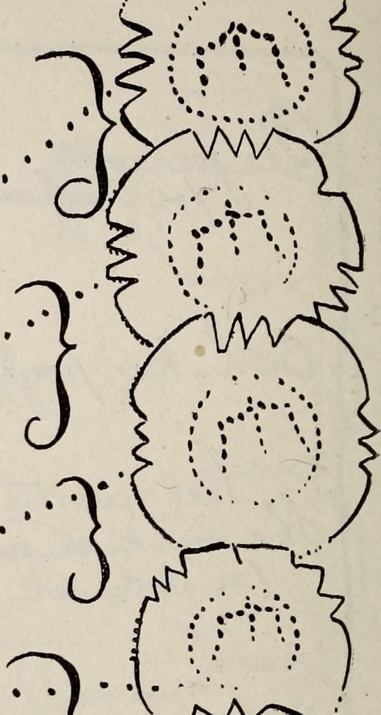 An illustration from Ohio archæological and historical quarterly, 1887, leaf 163