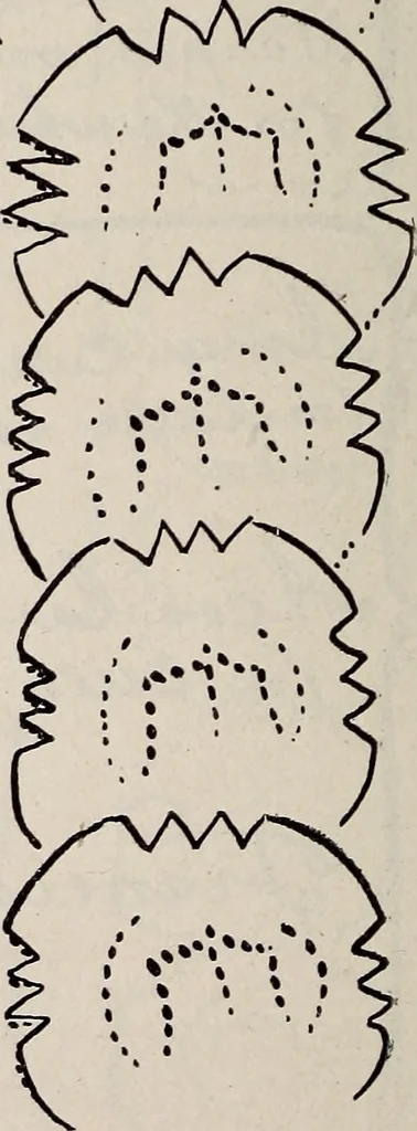 An illustration from Ohio archæological and historical quarterly, 1887, leaf 163