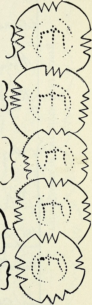 An illustration from Ohio archæological and historical quarterly, 1887, leaf 166