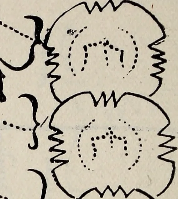 An illustration from Ohio archæological and historical quarterly, 1887, leaf 167