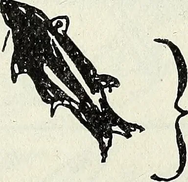 An illustration from Ohio archæological and historical quarterly, 1887, leaf 168