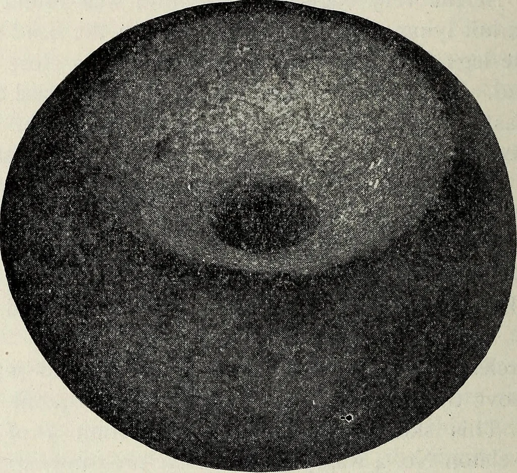 An illustration from Ohio archæological and historical quarterly, 1887, leaf 149