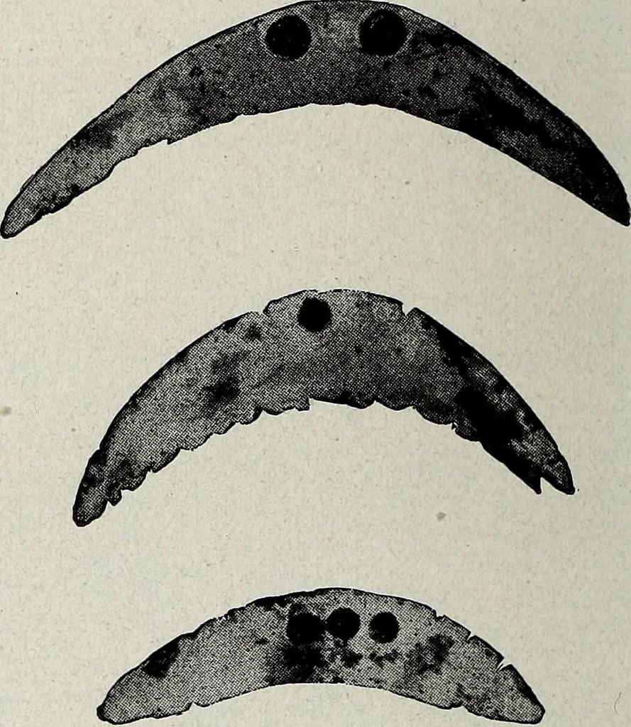 An illustration from Ohio archæological and historical quarterly, 1887, leaf 151