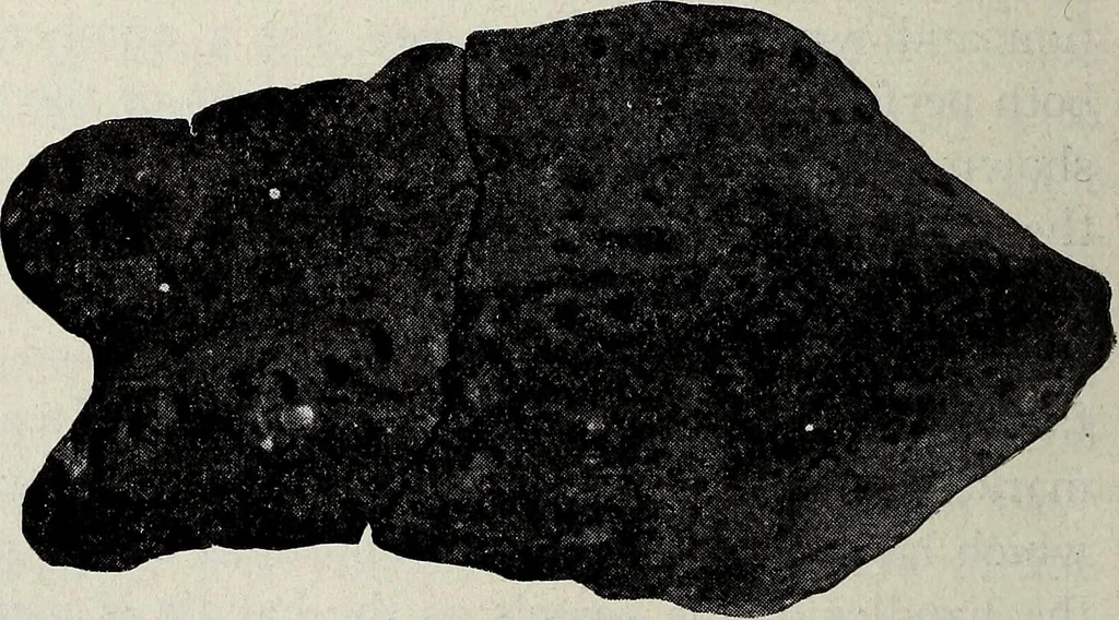 An illustration from Ohio archæological and historical quarterly, 1887, leaf 171