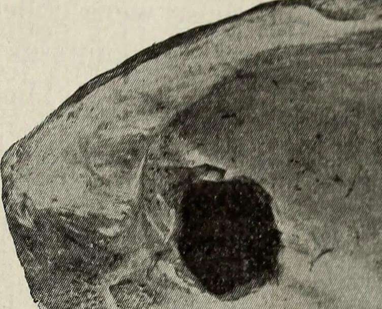 An illustration from Ohio archæological and historical quarterly, 1887, leaf 176