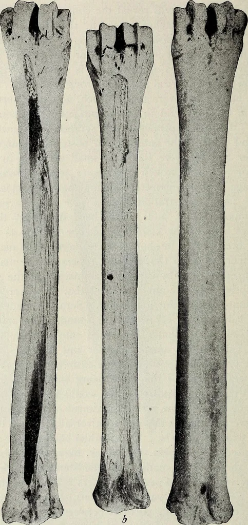 An illustration from Ohio archæological and historical quarterly, 1887, leaf 179