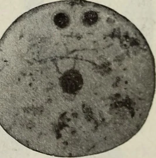 An illustration from Ohio archæological and historical quarterly, 1887, leaf 190