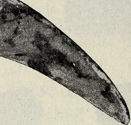 An illustration from Ohio archæological and historical quarterly, 1887, leaf 191