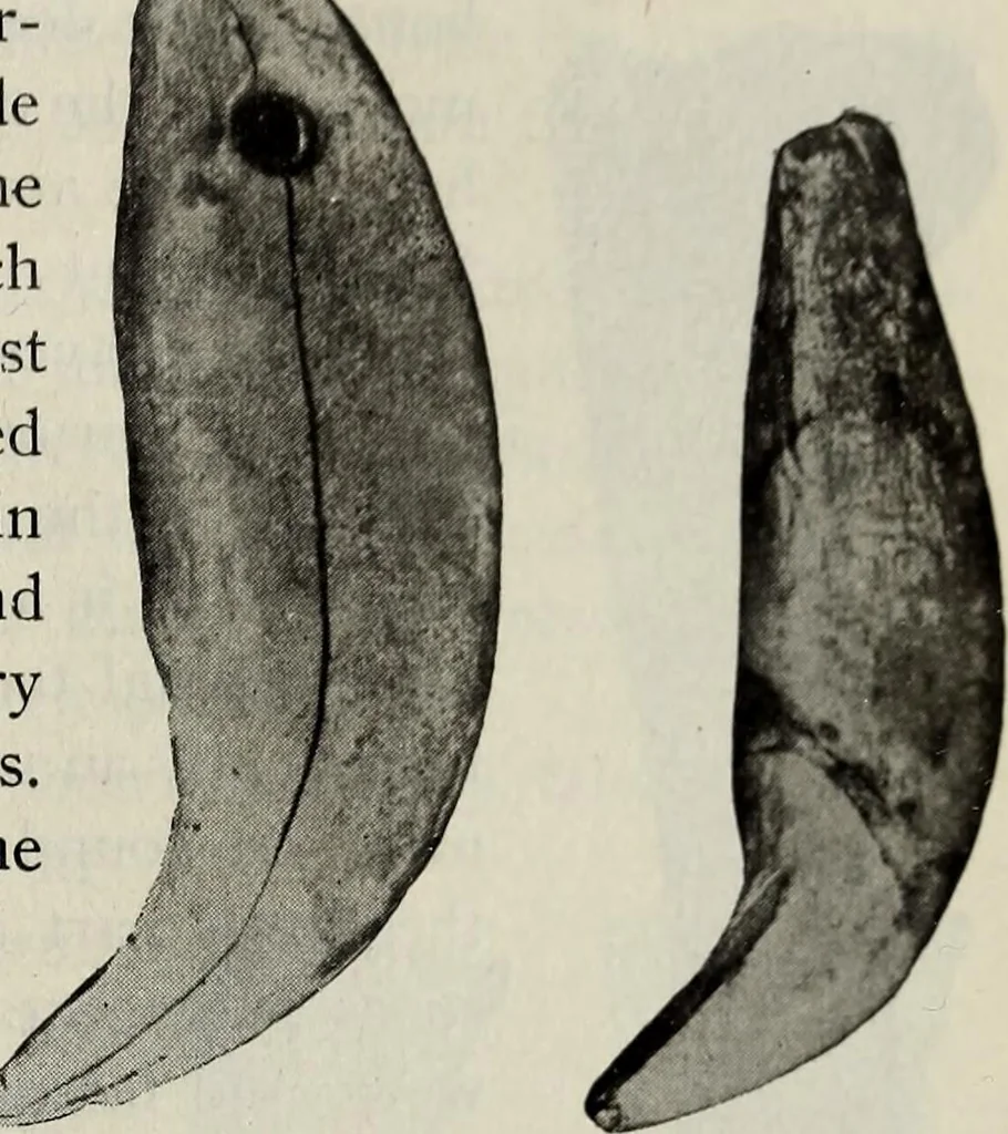 An illustration from Ohio archæological and historical quarterly, 1887, leaf 192