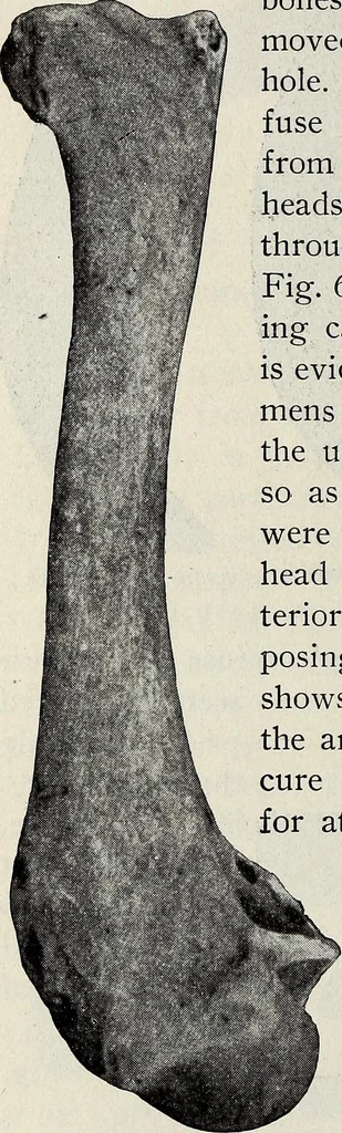 An illustration from Ohio archæological and historical quarterly, 1887, leaf 193