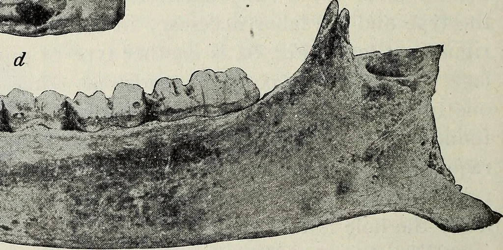 An illustration from Ohio archæological and historical quarterly, 1887, leaf 195