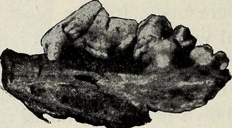 An illustration from Ohio archæological and historical quarterly, 1887, leaf 195