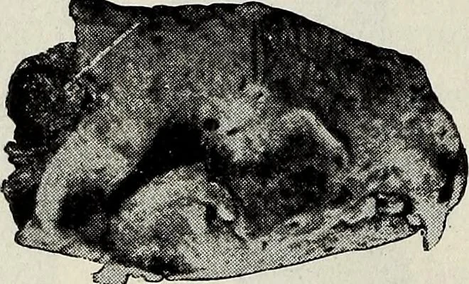 An illustration from Ohio archæological and historical quarterly, 1887, leaf 195