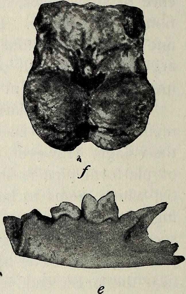 An illustration from Ohio archæological and historical quarterly, 1887, leaf 195