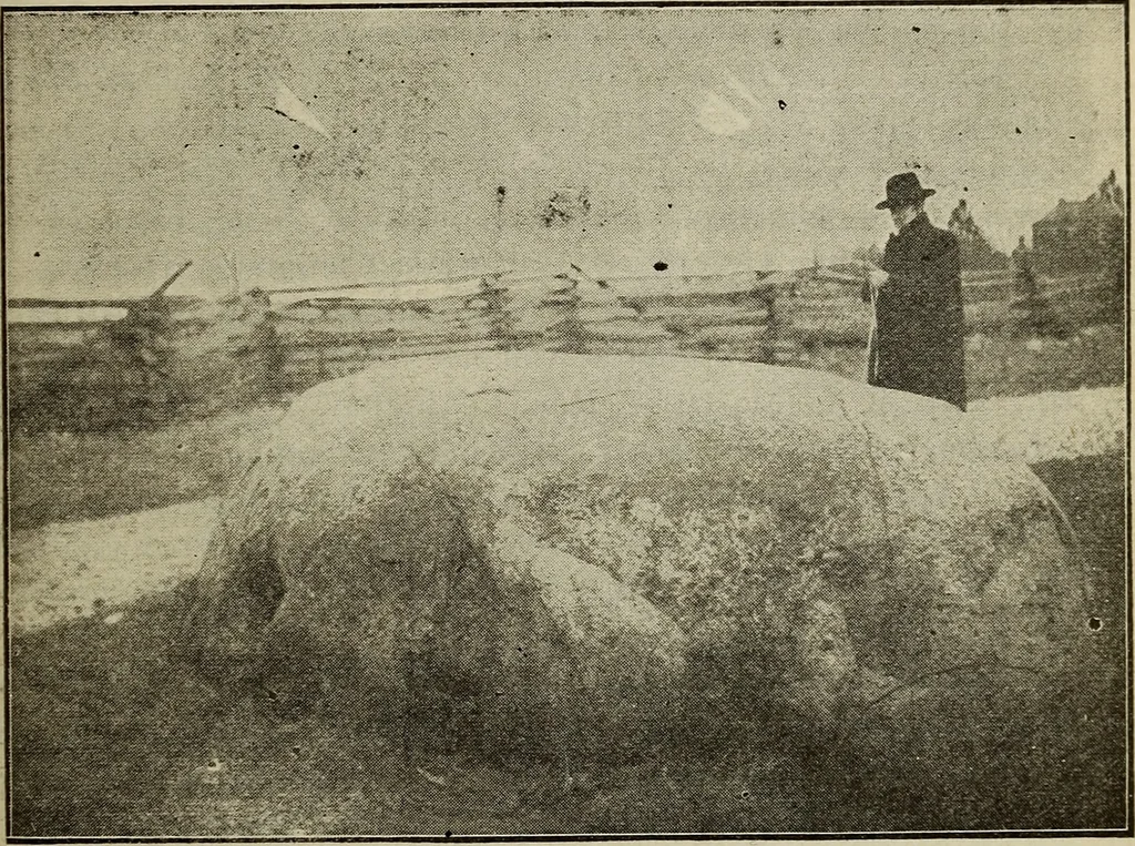 An illustration from Ohio archæological and historical quarterly, 1887, leaf 340