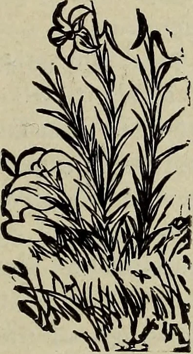 An illustration from Ohio archæological and historical quarterly, 1887, leaf 364