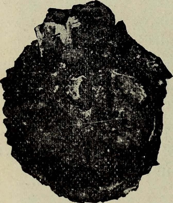 An illustration from Ohio archæological and historical quarterly, 1887, leaf 165
