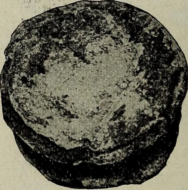 An illustration from Ohio archæological and historical quarterly, 1887, leaf 165