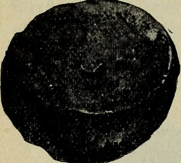 An illustration from Ohio archæological and historical quarterly, 1887, leaf 167