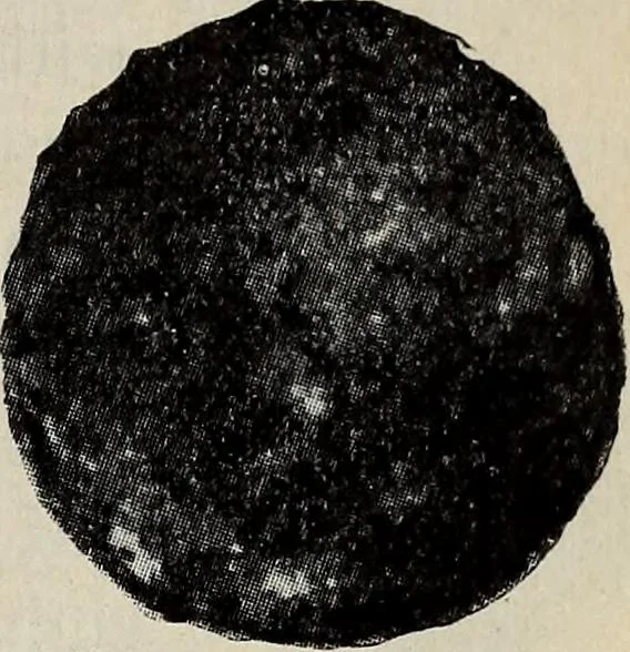 An illustration from Ohio archæological and historical quarterly, 1887, leaf 168